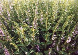 草国产,探寻自然与文化的交融之地